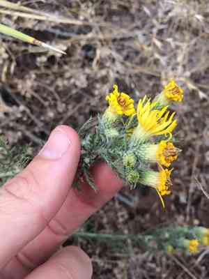 Yellow spiny daisy(Xanthisma spinulosum)