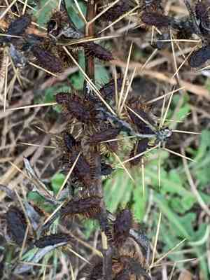 Spiny cocklebur(Xanthium spinosum)