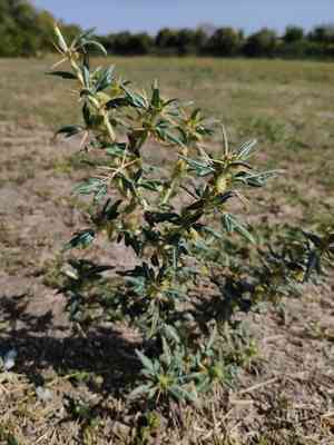 Spiny cocklebur(Xanthium spinosum)