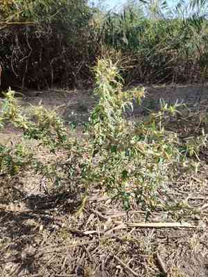 Spiny cocklebur(Xanthium spinosum)