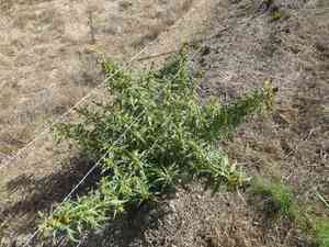 Spiny cocklebur(Xanthium spinosum)