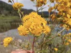 San pedro matchweed(Xanthocephalum gymnospermoides)