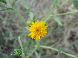 San pedro matchweed(Xanthocephalum gymnospermoides)