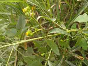 San pedro matchweed(Xanthocephalum gymnospermoides)