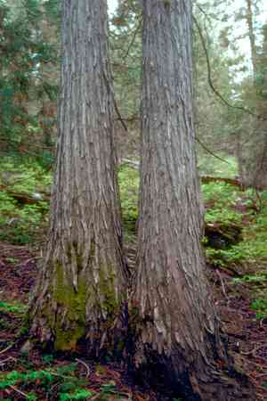 Nootka Cypress(Xanthocyparis nootkatensis)