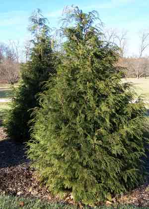 Nootka Cypress(Xanthocyparis nootkatensis)