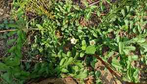 African morningvine(Xenostegia tridentata)