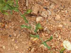 African morningvine(Xenostegia tridentata)