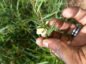 African morningvine(Xenostegia tridentata)