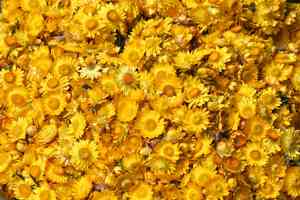 Strawflower(Xerochrysum bracteatum)