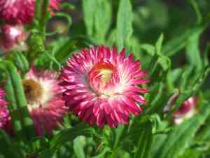 Strawflower(Xerochrysum bracteatum)