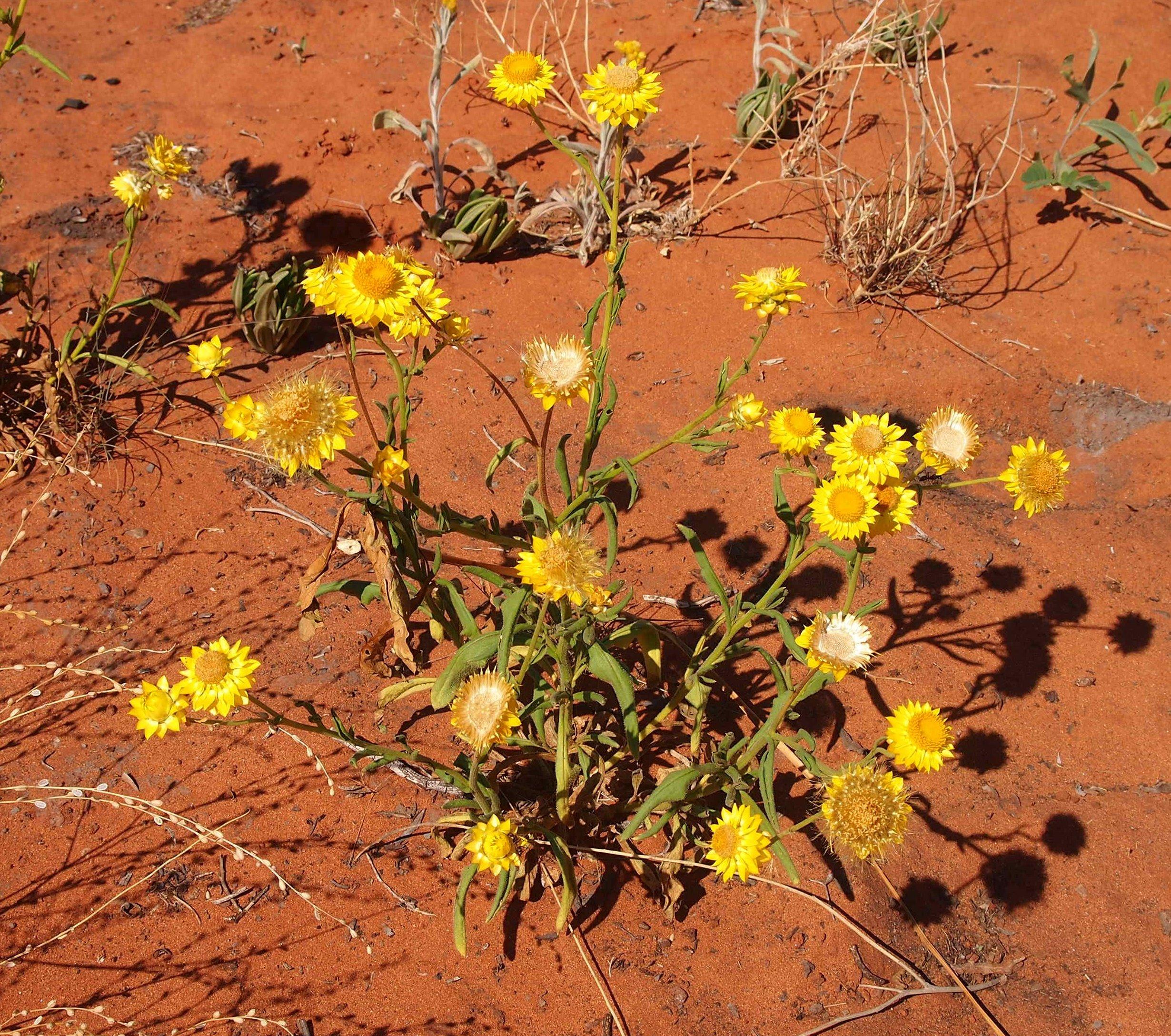 Strawflower
