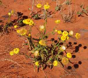 Strawflower(Xerochrysum bracteatum)