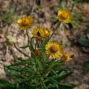 Strawflower(Xerochrysum bracteatum)