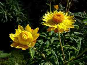 Strawflower(Xerochrysum bracteatum)