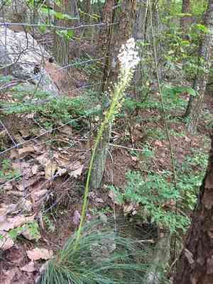 Eastern turkeybeard(Xerophyllum asphodeloides)