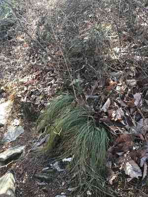 Eastern turkeybeard(Xerophyllum asphodeloides)