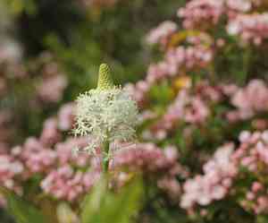 Eastern turkeybeard(Xerophyllum asphodeloides)