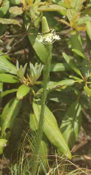 Eastern turkeybeard(Xerophyllum asphodeloides)