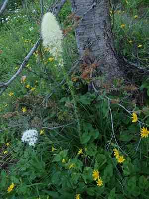 Common beargrass(Xerophyllum tenax)