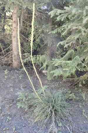 Common beargrass(Xerophyllum tenax)