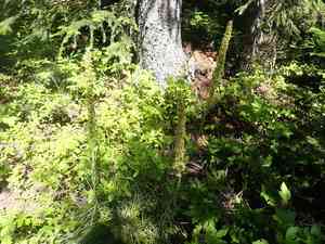 Common beargrass(Xerophyllum tenax)