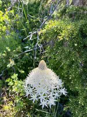 Common beargrass(Xerophyllum tenax)