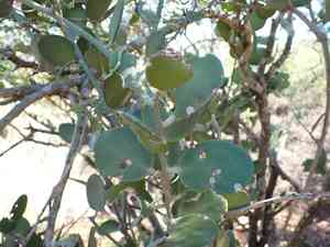 Silver Dollar Plant(Xerosicyos danguyi)