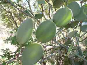 Silver Dollar Plant(Xerosicyos danguyi)