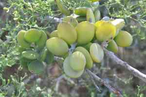 Silver Dollar Plant(Xerosicyos danguyi)