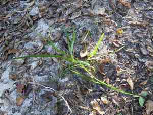 Bog yellow-eyed grass(Xyris difformis)