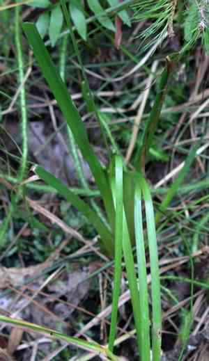 Bog yellow-eyed grass(Xyris difformis)