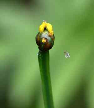 Bog yellow-eyed grass(Xyris difformis)