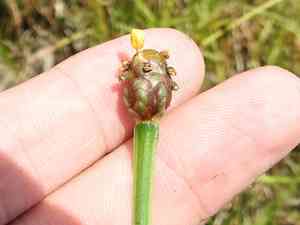 Bog yellow-eyed grass(Xyris difformis)