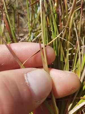 Elliott's yellow-eyed grass(Xyris elliottii)