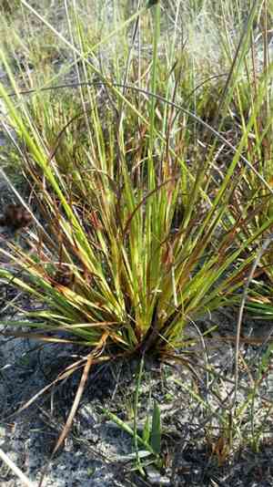 Elliott's yellow-eyed grass(Xyris elliottii)