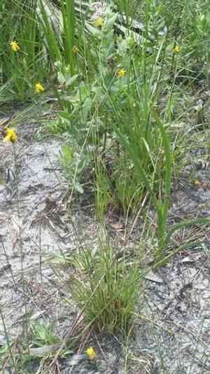 Elliott's yellow-eyed grass(Xyris elliottii)