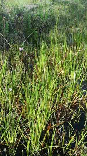 Fringed yellow-eyed grass(Xyris fimbriata)