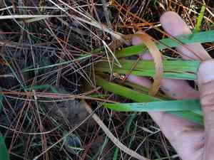 Fringed yellow-eyed grass(Xyris fimbriata)