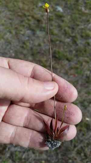 Savannah yellow-eyed grass(Xyris flabelliformis)