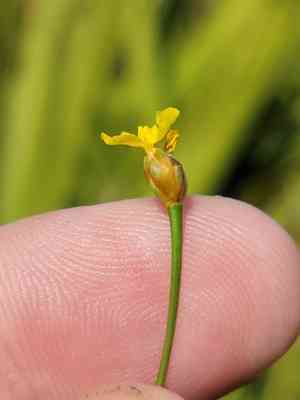 Savannah yellow-eyed grass(Xyris flabelliformis)