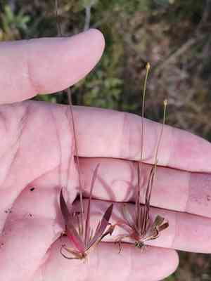 Savannah yellow-eyed grass(Xyris flabelliformis)