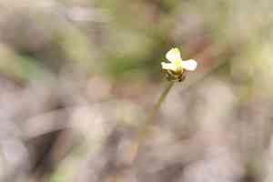 Indian yellow-eyed grass(Xyris indica)