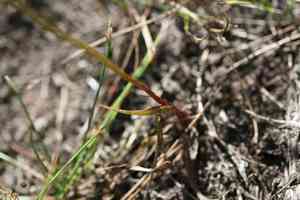 Indian yellow-eyed grass(Xyris indica)