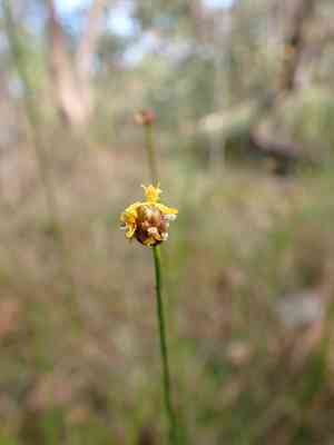 Indian yellow-eyed grass(Xyris indica)