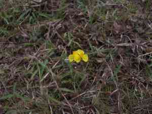 Indian yellow-eyed grass(Xyris indica)