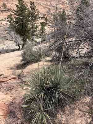 Narrowleaf yucca(Yucca angustissima)