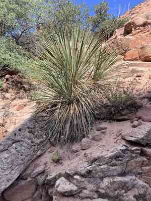 Narrowleaf yucca(Yucca angustissima)