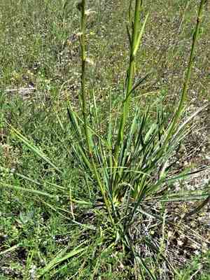 Arkansas yucca(Yucca arkansana)