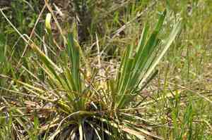 Arkansas yucca(Yucca arkansana)